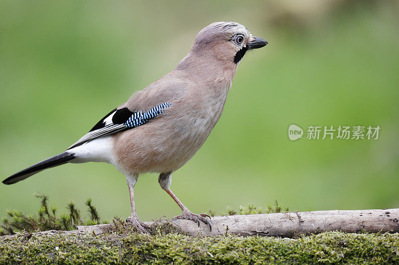 欧亚松鸦(Garrulus glandarius)